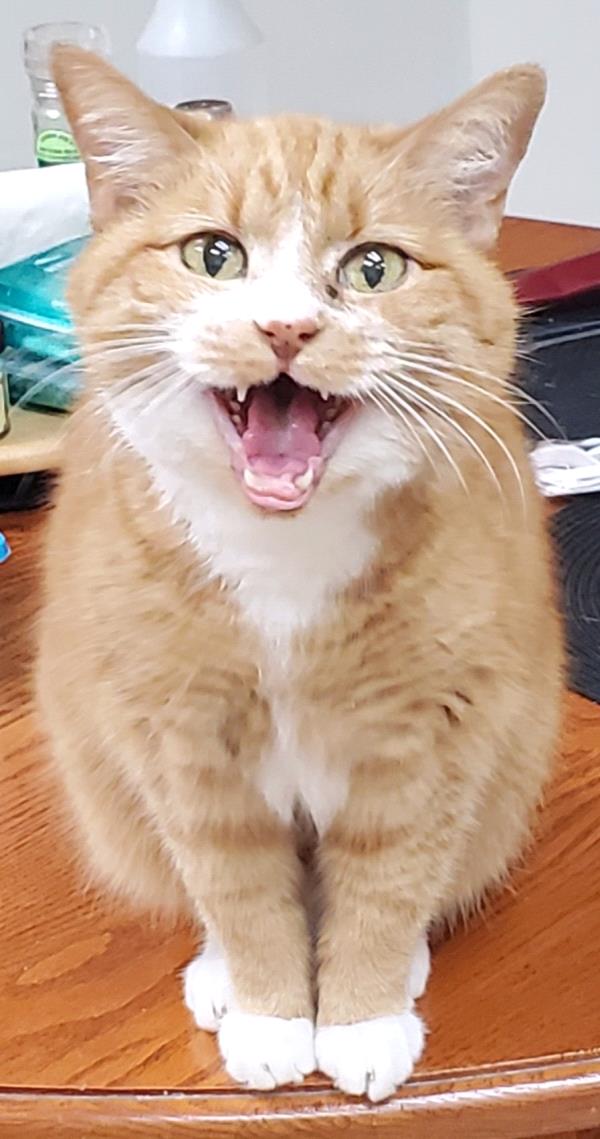/Images/uploads/The Murphee and Sugar Angel Foundation/murpheeandsugar-pet-photo-contest-fundraiser/entries/27854thumb.jpg